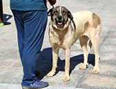 III Concurso de Cão de Gado Transmontano