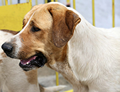 II Concurso de Cão de Gado Transmontano de Boticas