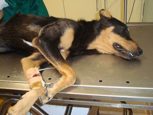 Cirurgia realizada no Canil Municipal salvou animal recolhido em Lavradas