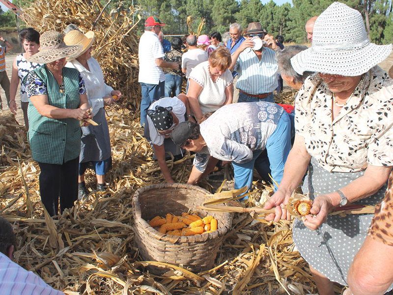 Recriação de desfolhada do milho à moda antiga em Bobadela