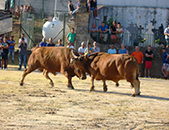 Milhares de aficionados assistiram s Chegas de Bois