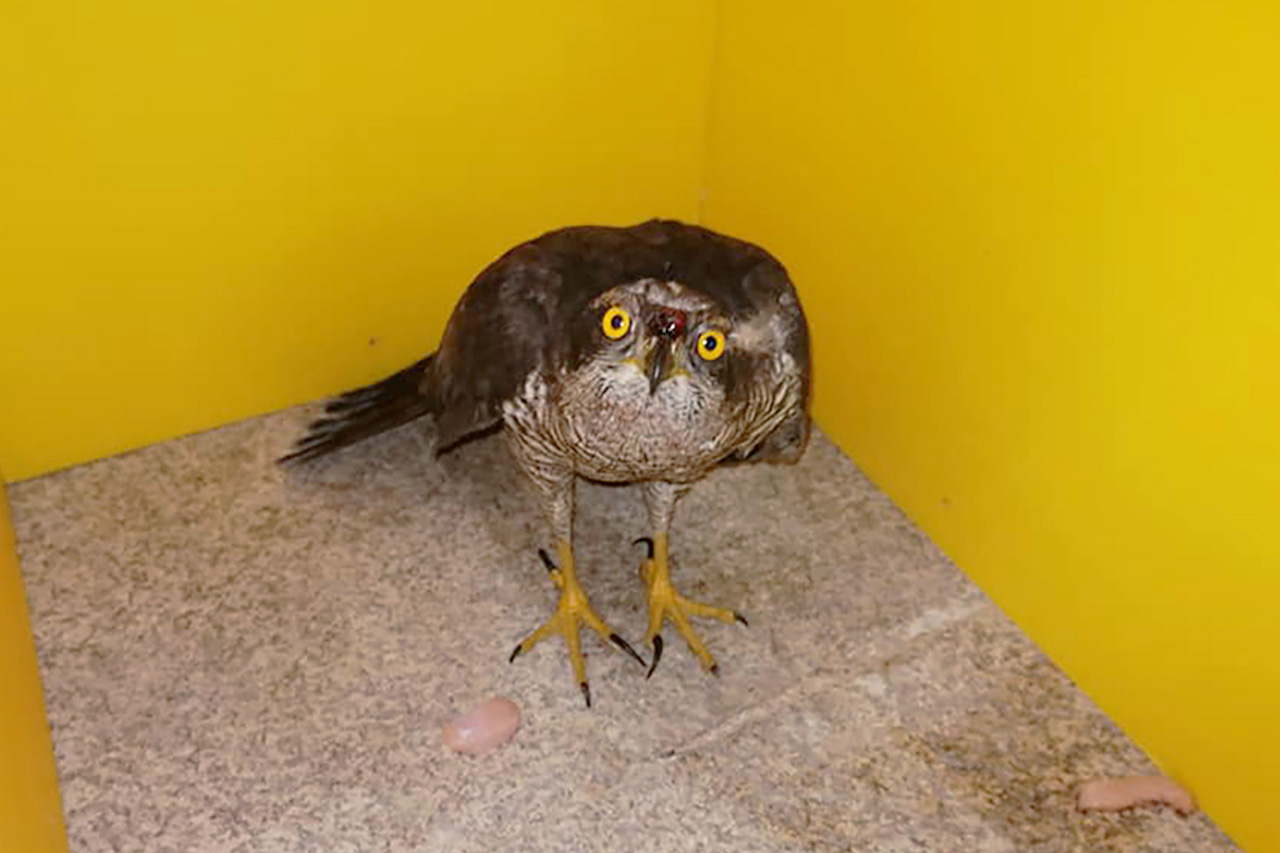 Ave de rapina resgatada e devolvida  natureza no Boticas Parque