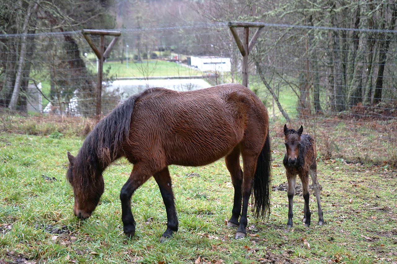 Quinta pedaggica do Boticas Parque tem novo habitante