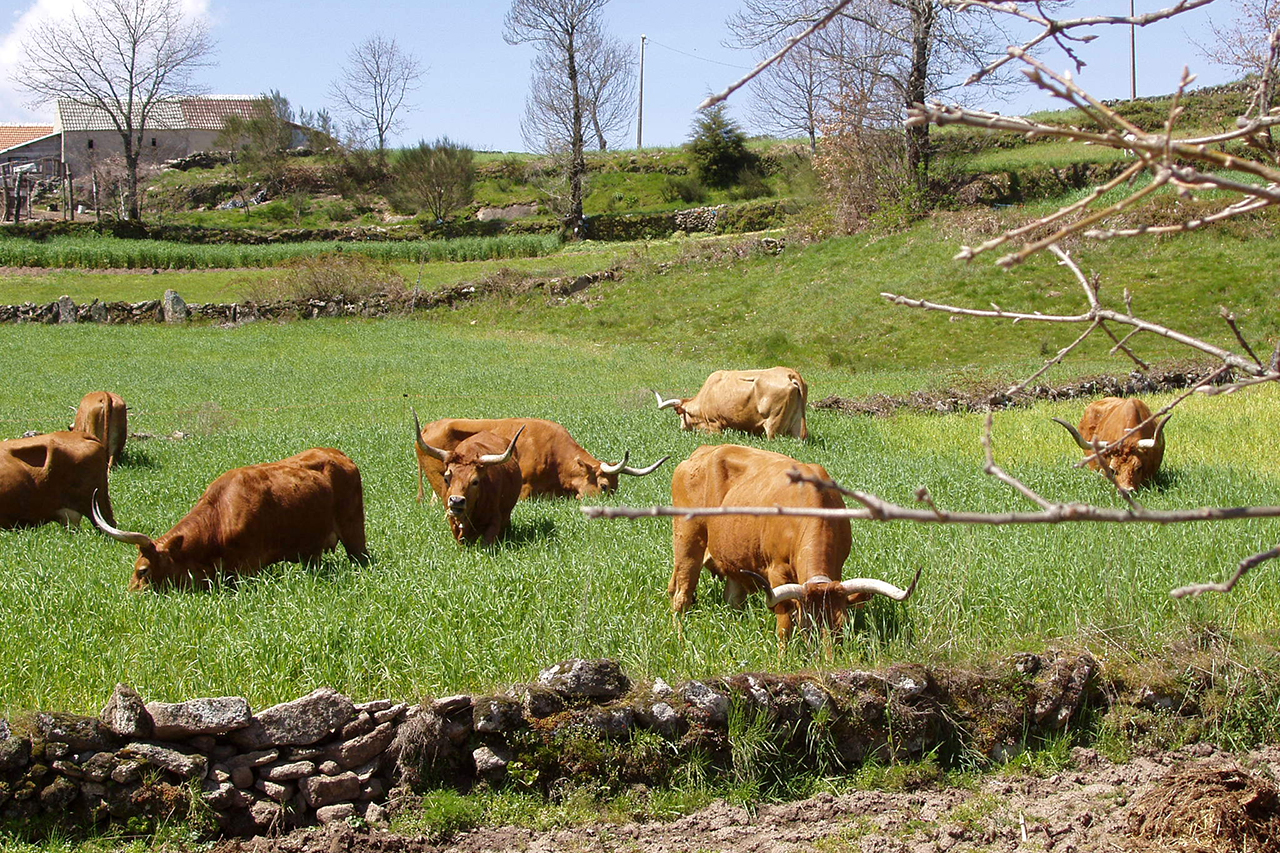 Autarquia atribuiu mais de 47 mil euros em apoios  produo pecuria