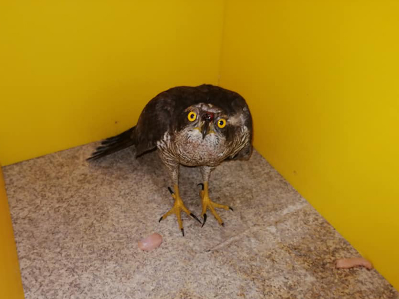 Ave de rapina resgatada e devolvida  natureza no Boticas Parque