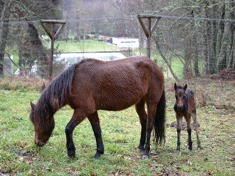 Quinta pedaggica do Boticas Parque tem novo habitante