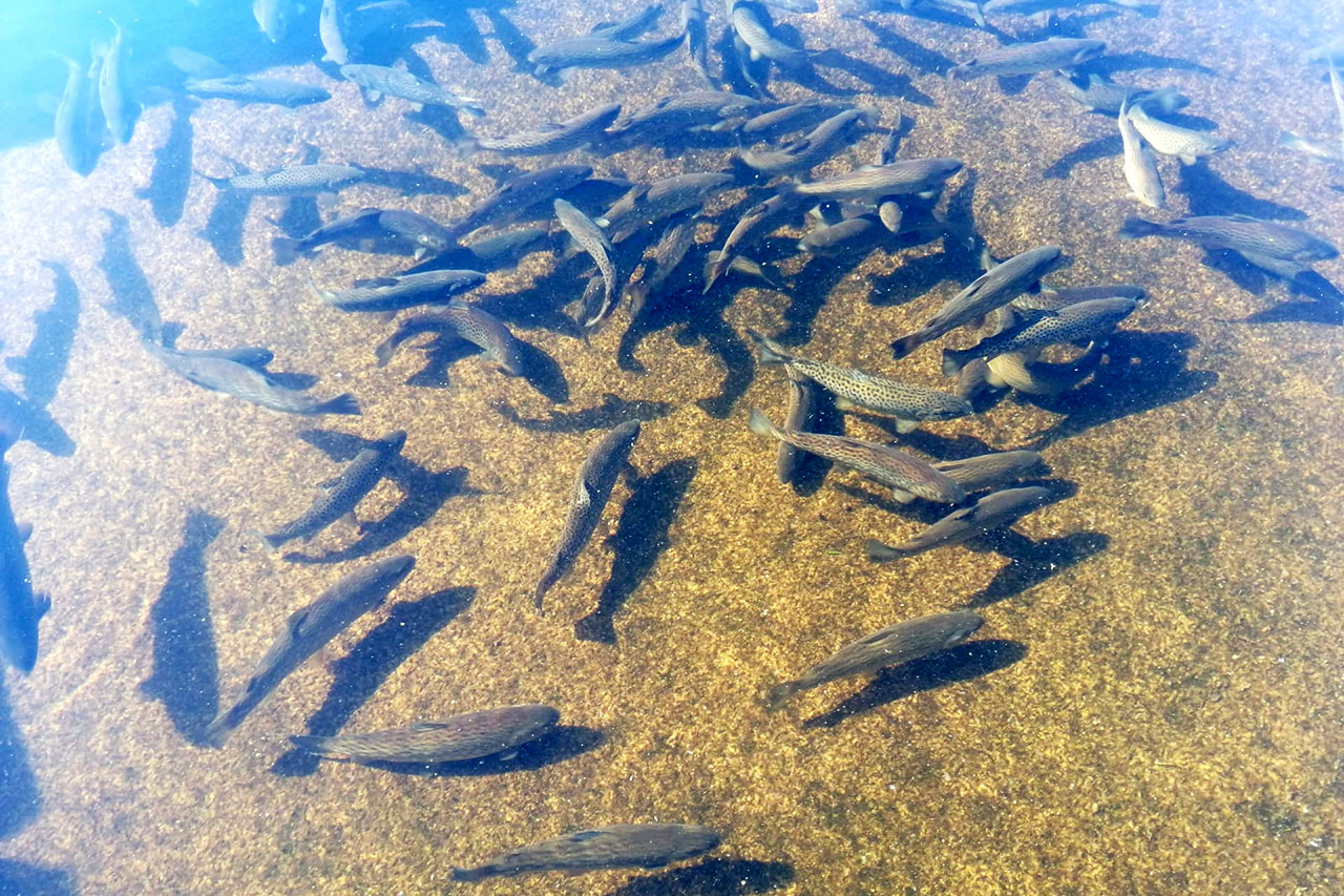 Abertura ao pblico do Parque de Pesca Desportiva do BNB