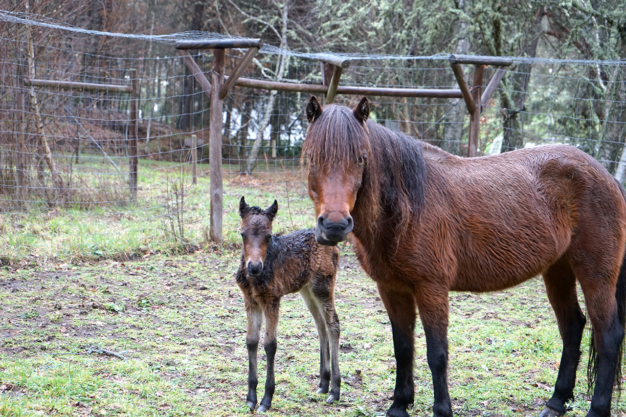 Quinta pedaggica do Boticas Parque tem novo habitante