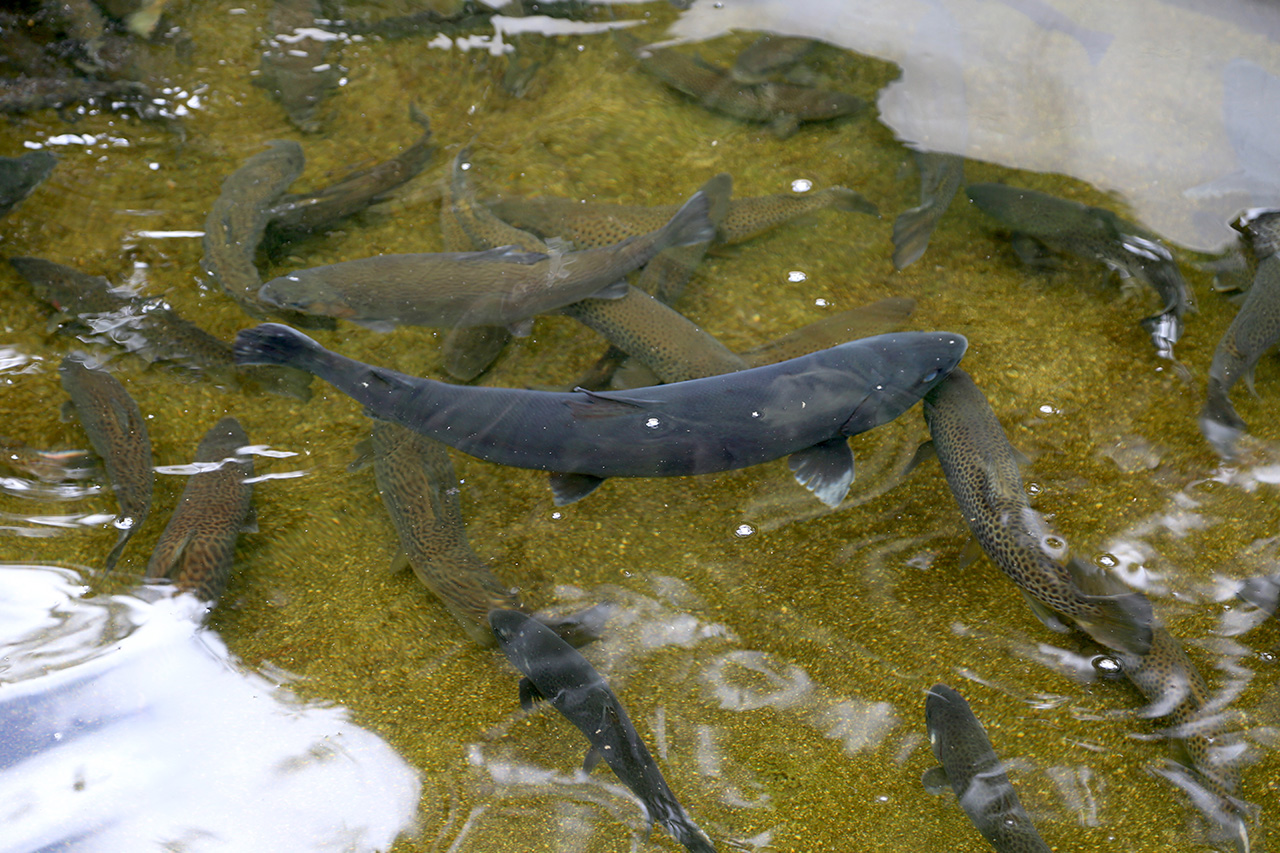 Encerramento das atividades de pesca desportiva do Boticas Parque