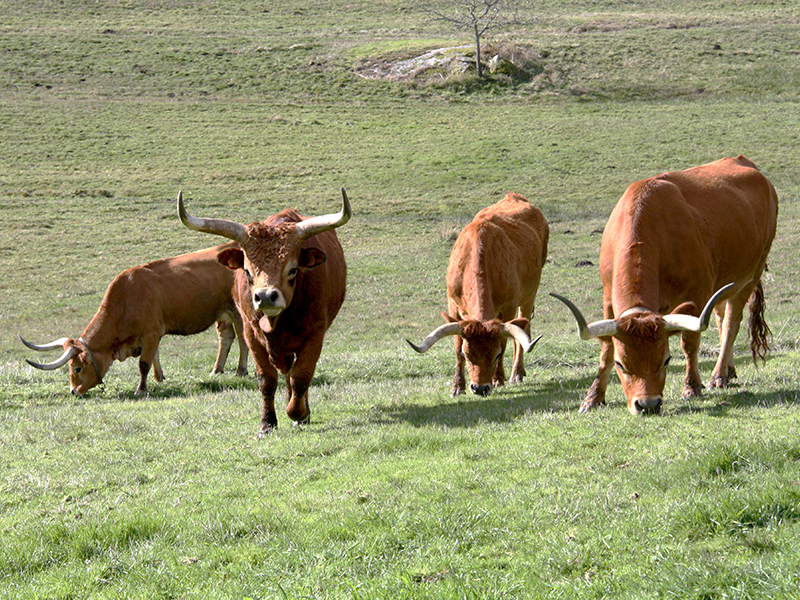 Autarquia atribuiu cerca de 13 mil euros em apoios aos produtores pecuários