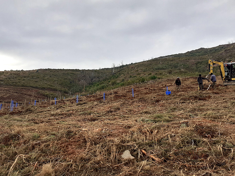 Encosta do Miradouro de Seirros alvo de aes de limpeza e reflorestao