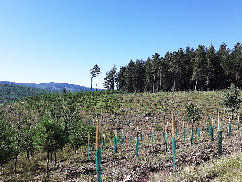 BNB alvo de trabalhos de gesto e conservao florestal