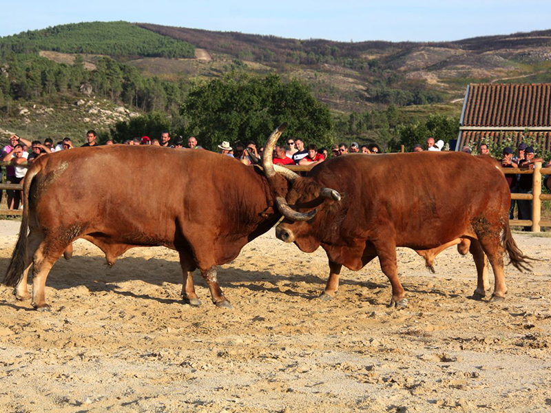 Milhares de aficionados assistiram s Chegas de Bois