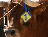 XVII Concurso Pecurio de Gado Bovino da Raa Barros