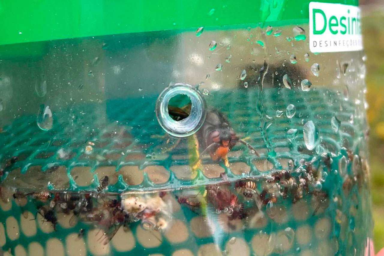 Cmara de Boticas realiza monitorizaes das armadilhas  vespa asitica
