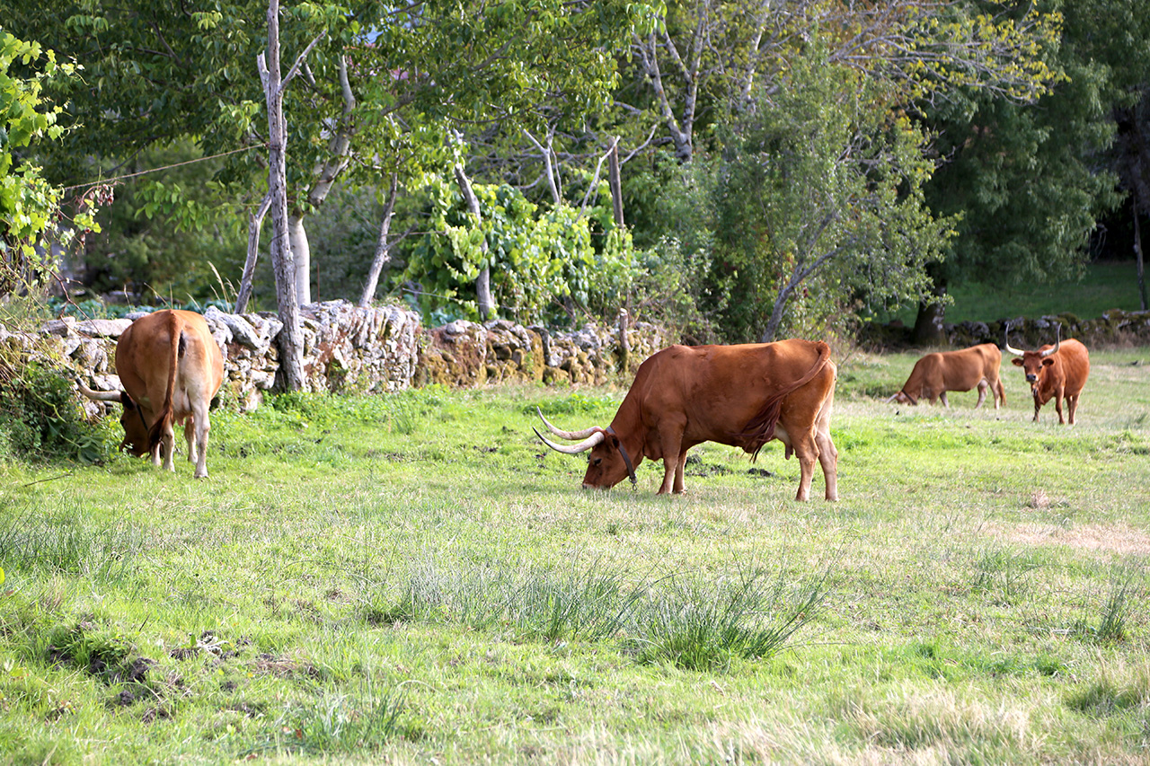 Apoios  Agricultura Biolgica