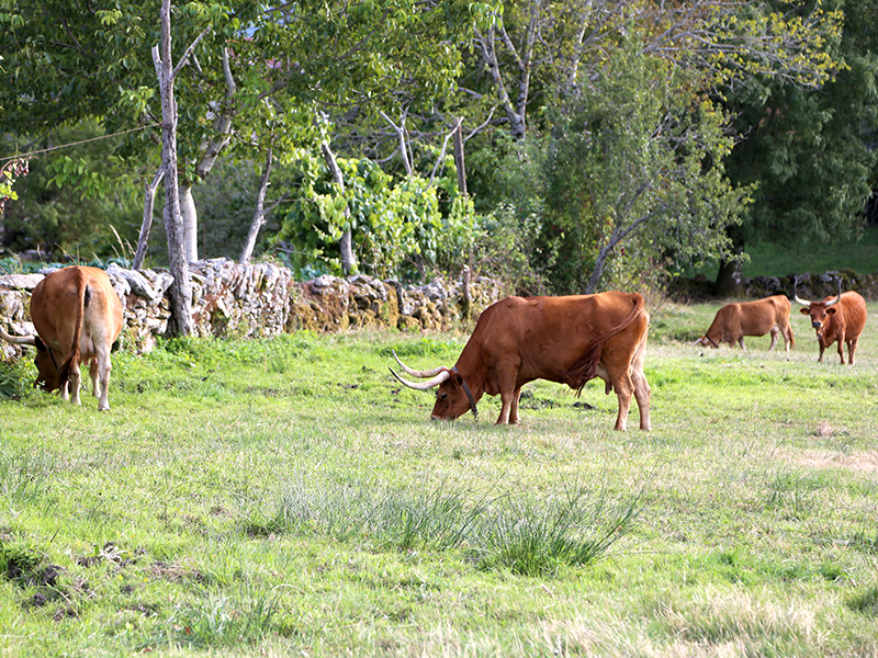 Apoios  Agricultura Biolgica