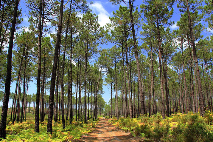 Instalao da Rede de Defesa da Floresta Contra Incndios em Boticas