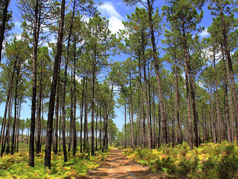 Instalao da Rede de Defesa da Floresta Contra Incndios em Boticas