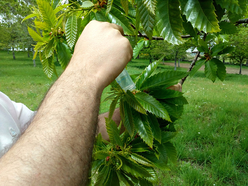 Autarquia mantm aes de combate  vespa das galhas do castanheiro