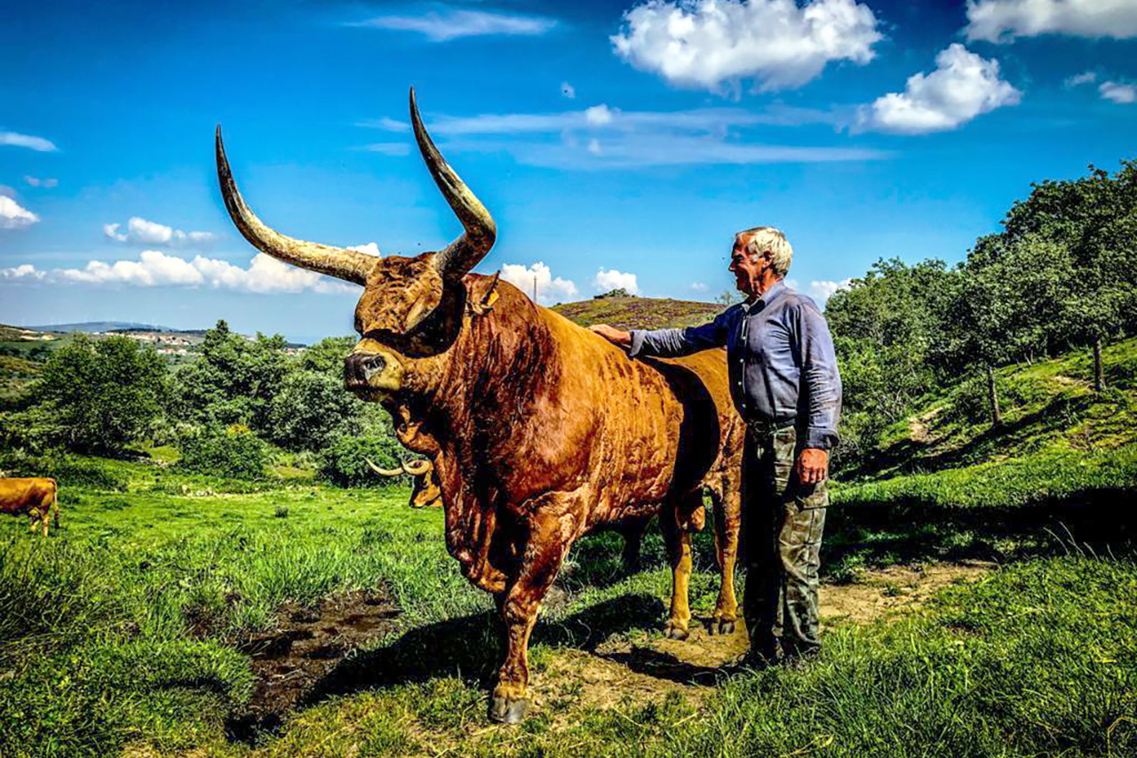 CAPOLIB aposta na Certificao em Bem-estar Animal da Carne Barros