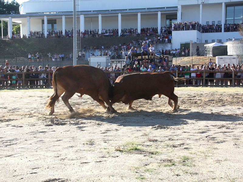 Chegas de Bois atraem milhares de aficionados a Boticas