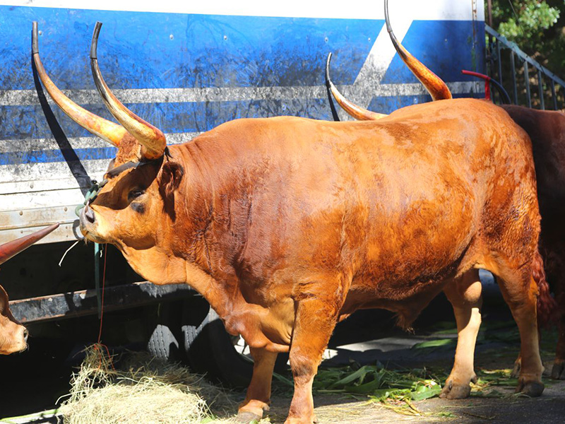 XXIV Concurso Pecurio de Gado da Raa Barros