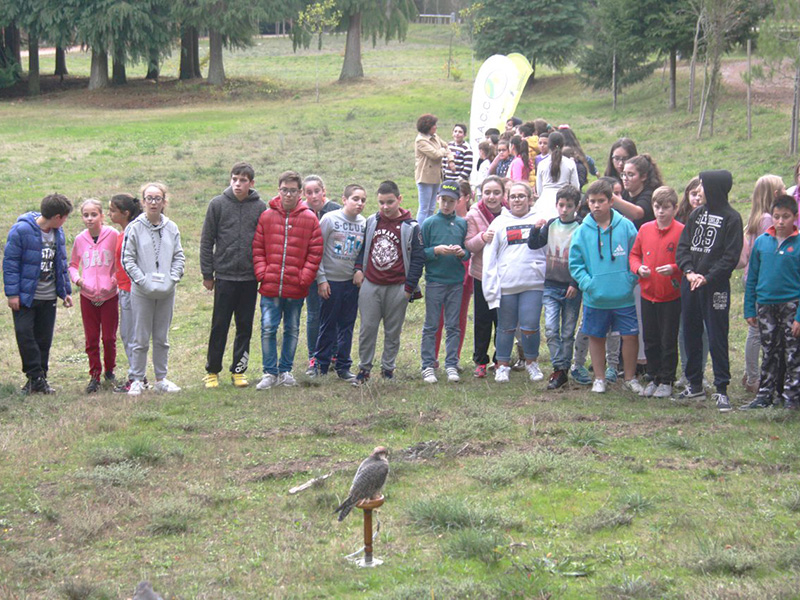 Dia Internacional da Falcoaria assinalado no Boticas Parque