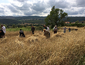 Aldeia de Bea reviveu prticas agrcolas  moda antiga