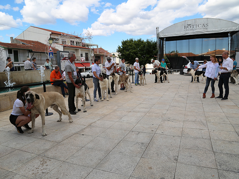 VI Concurso de Co de Gado Transmontano