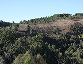 Projeto de plantao de rvores em baldios de Bea