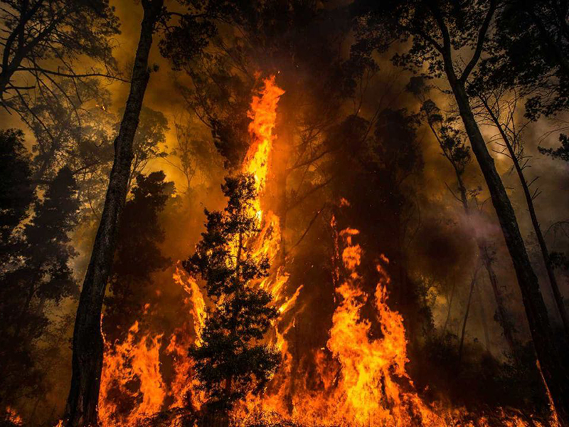 Voto de solidariedade com concelhos afetados pelos incêndios florestais